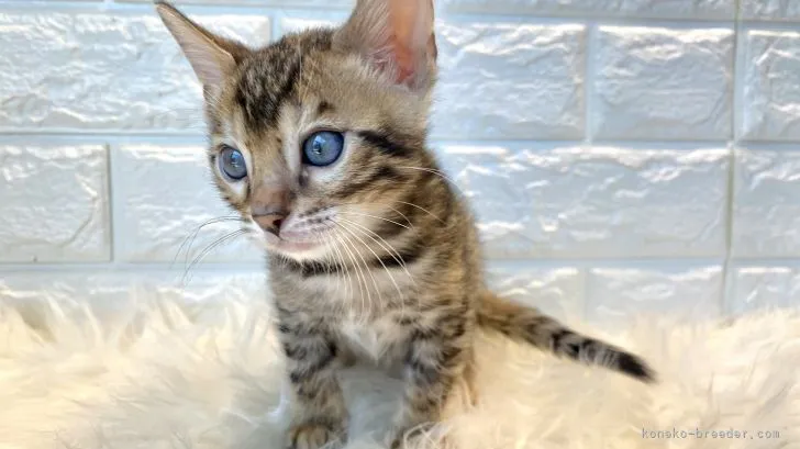 ID:2104-01201の子猫