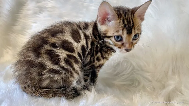 ID：2110-01173の子猫