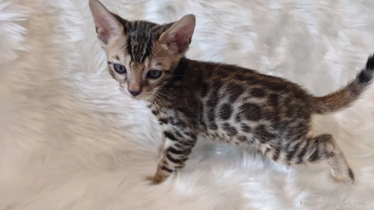ID:2202-00363の子猫