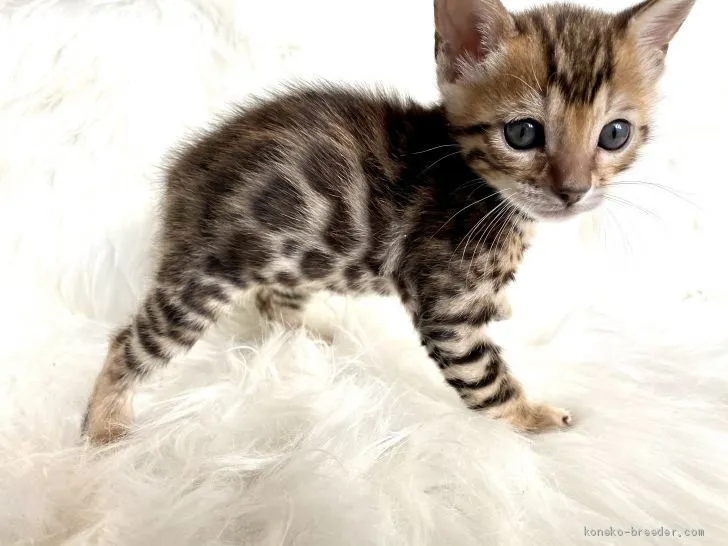 ID：2012-01290の子猫