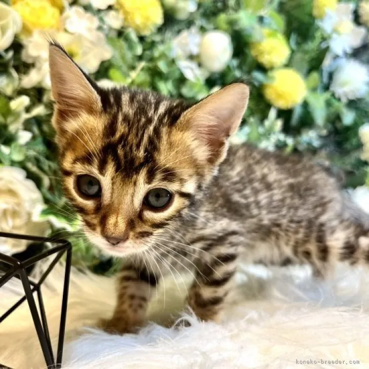 ID：2304-01861の子猫