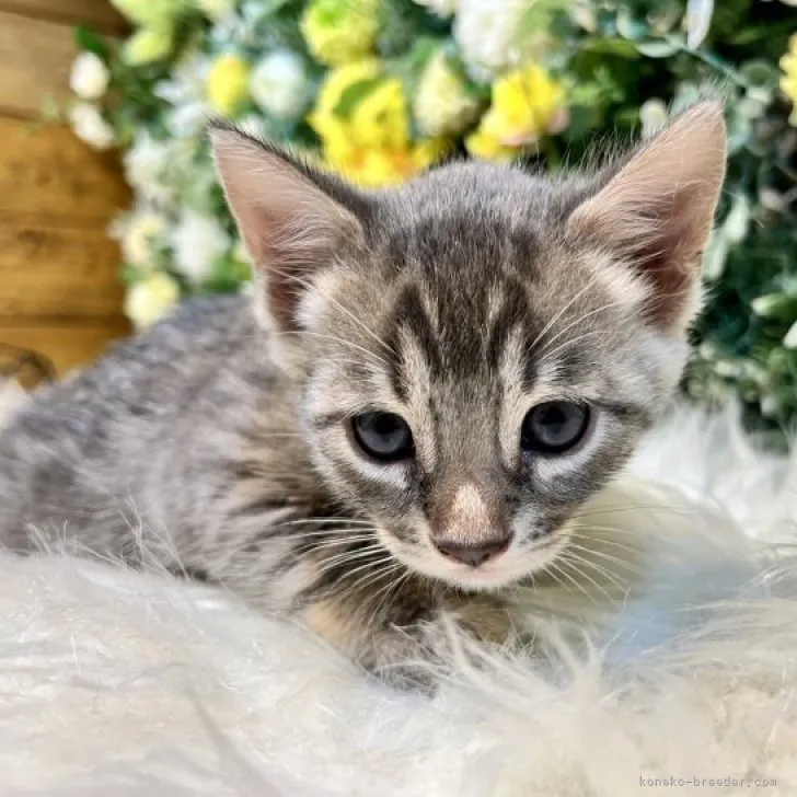 ID：2310-00090の子猫
