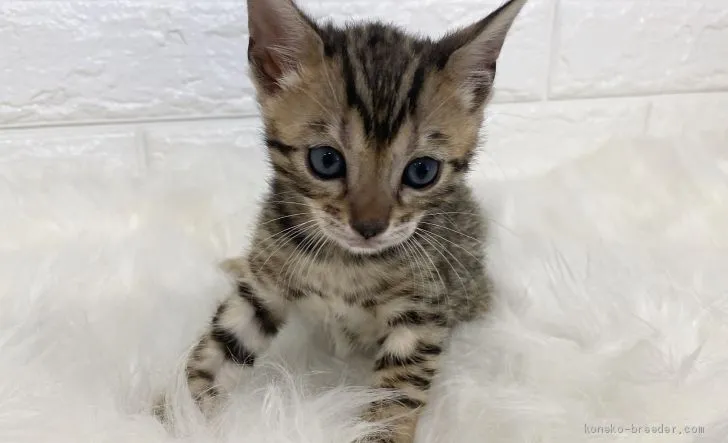 ID：2006-01318の子猫