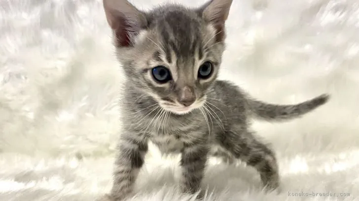 ID：2112-02092の子猫