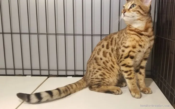 ID:1912-00184の子猫