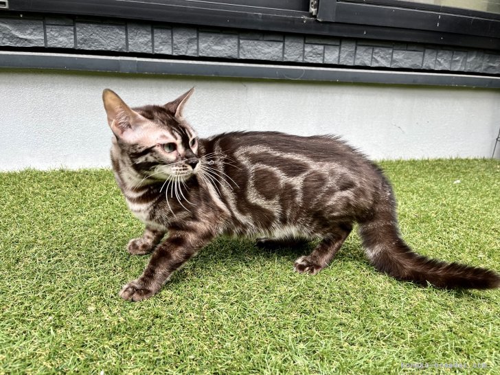 ベンガル【・女の子・2021年10月20日・セピアチャコール】