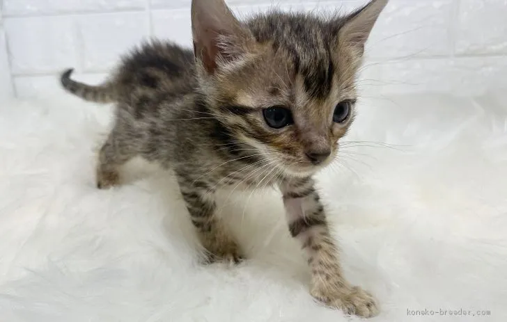 は錦 様のお迎えした子猫