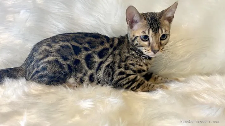 ID：2107-01121の子猫