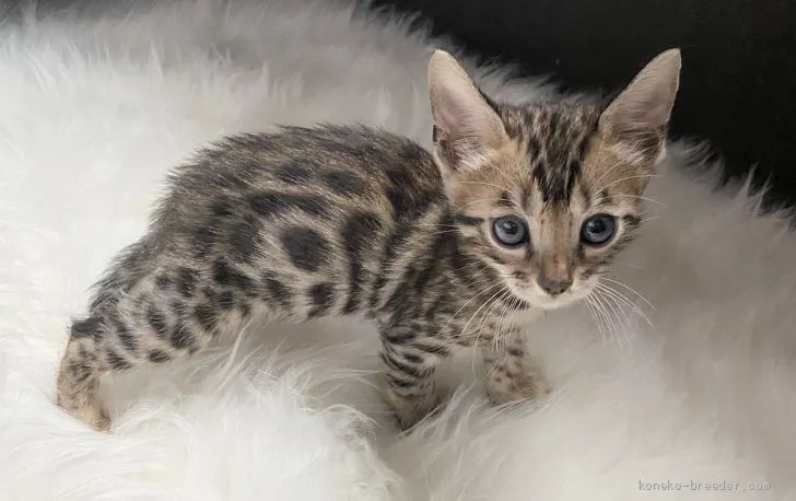 ID:2007-01303の子猫