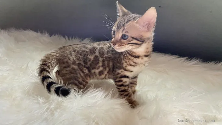 ID：2009-00594の子猫