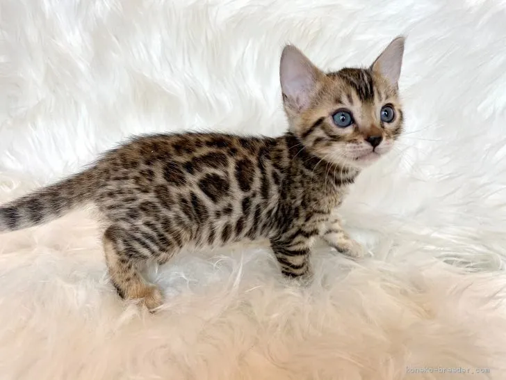 ID:2012-01658の子猫