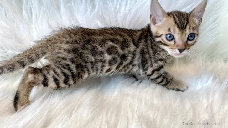 ID：2102-01337の子猫