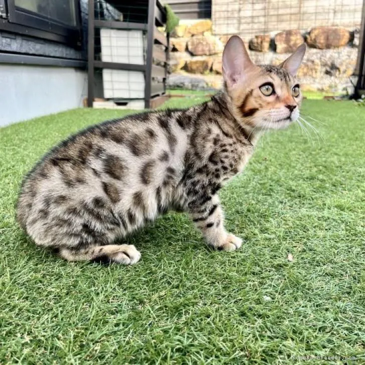 ID：2212-00133の子猫
