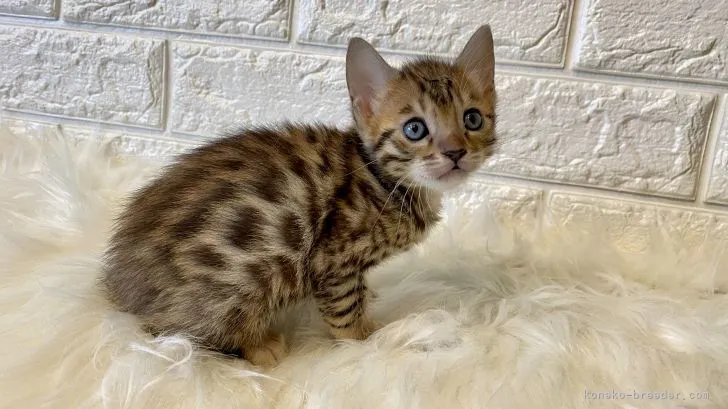 ぼびい 様のお迎えした子猫