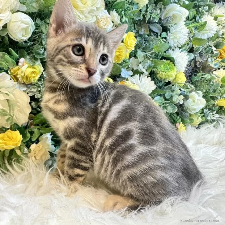 ID：2410-01247の子猫
