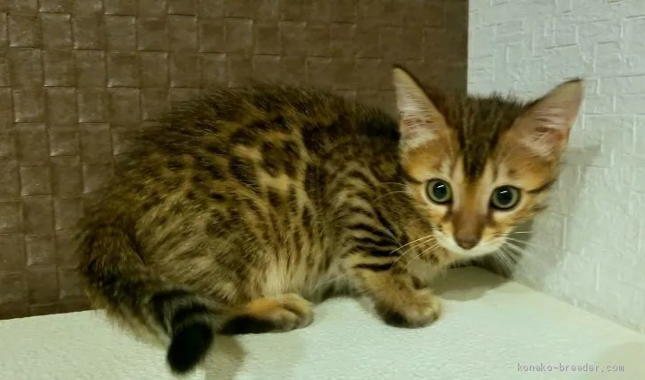 ID:1907-01736の子猫