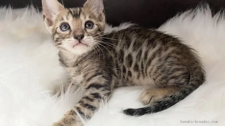 ID:2007-01304の子猫