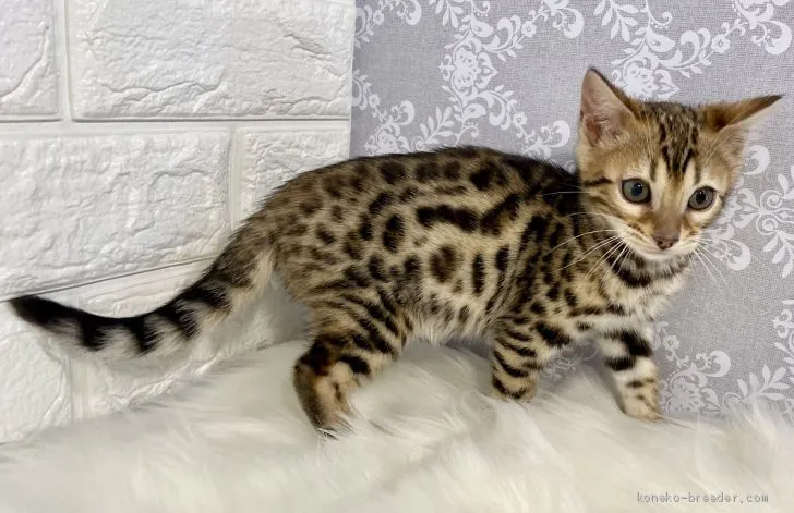 コウセイ 様のお迎えした子猫