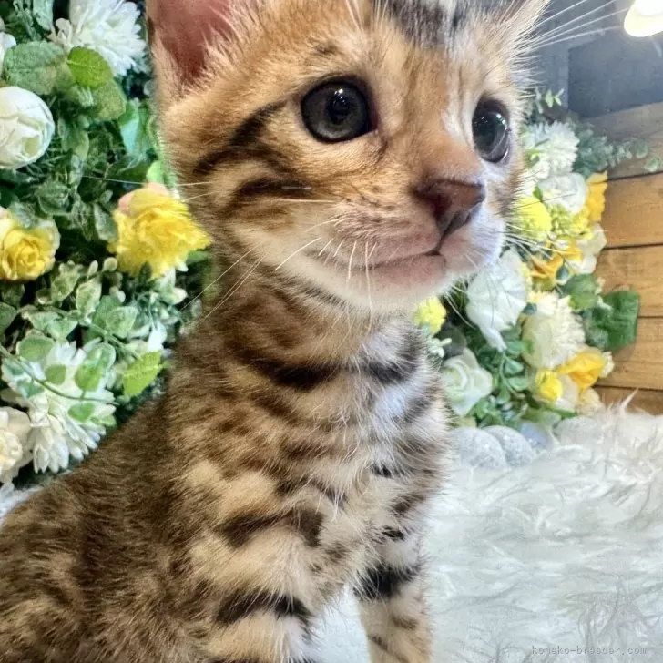 ID:2406-03559の子猫