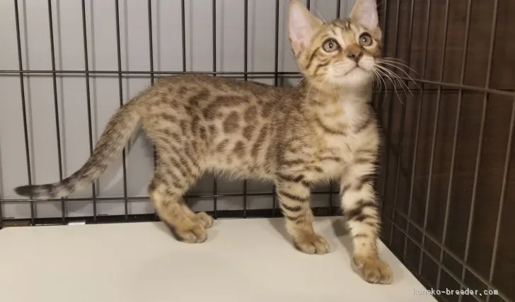 ID：1911-01625の子猫