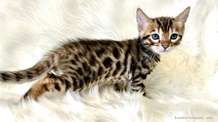 ID:2204-00154の子猫