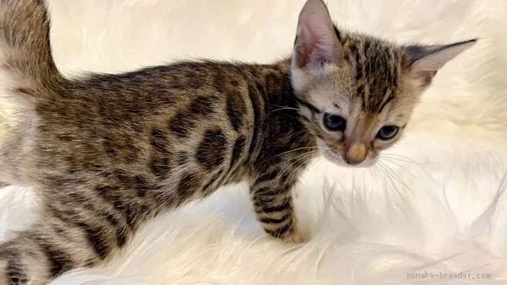 ID:2101-00509の子猫
