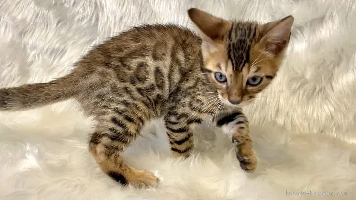 ID:2109-00662の子猫