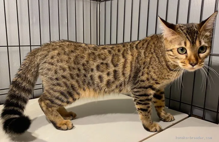 ID:2002-01054の子猫