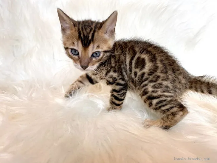 ID：2012-01654の子猫