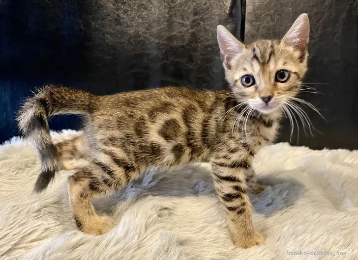 せんさん 様のお迎えした子猫