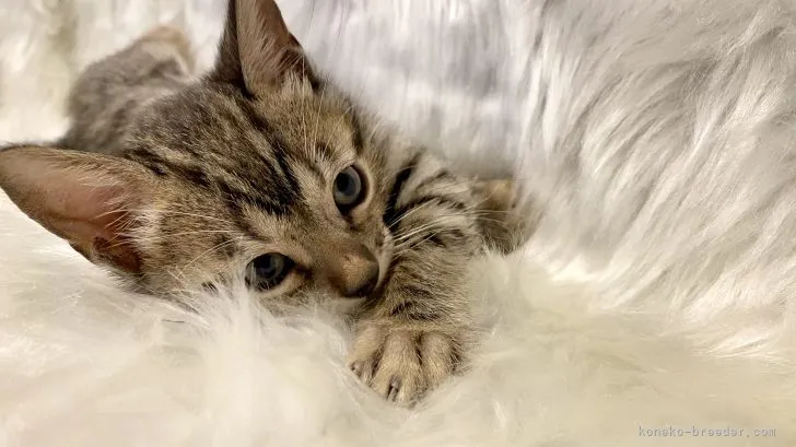 あべし 様のお迎えした子猫