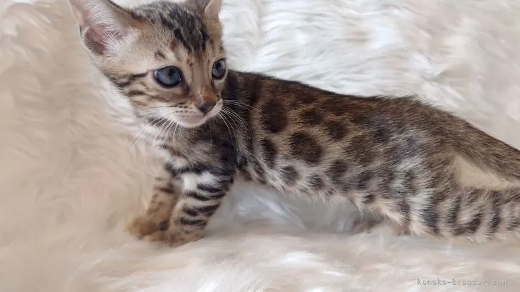 ID：2202-00366の子猫