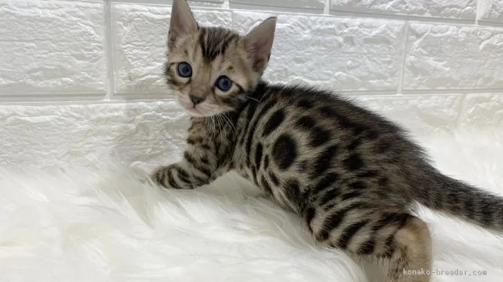 ID：2007-01580の子猫