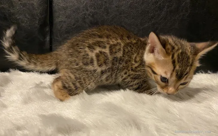 ID:2004-00398の子猫