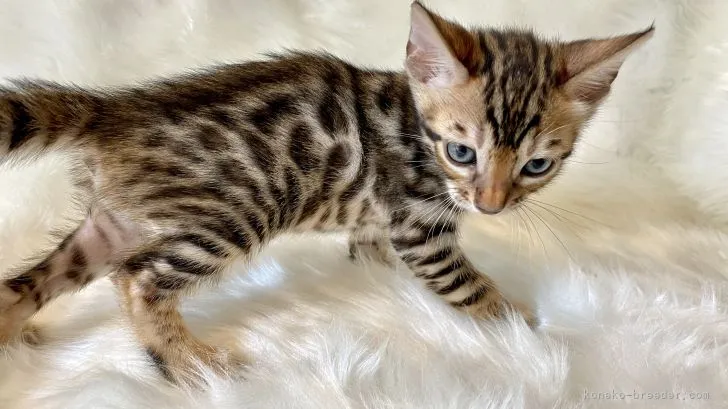 ID:2110-01176の子猫