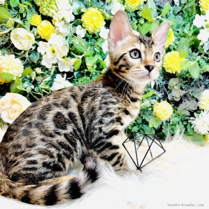 ID:2207-01907の子猫