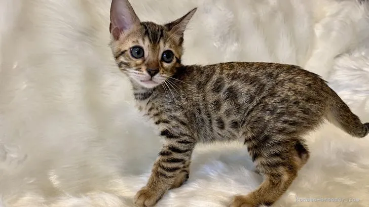 ID：2106-00315の子猫