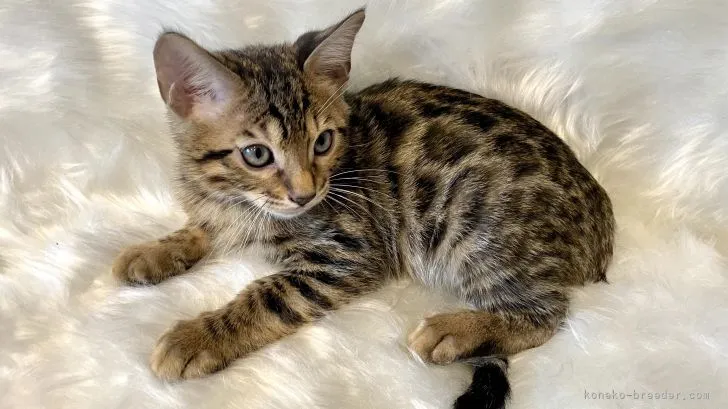 ID：2107-00746の子猫