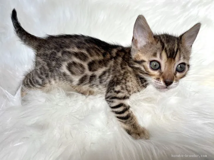 ID:2012-01656の子猫