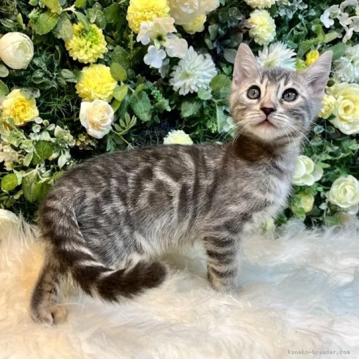 ID:2304-01858の子猫