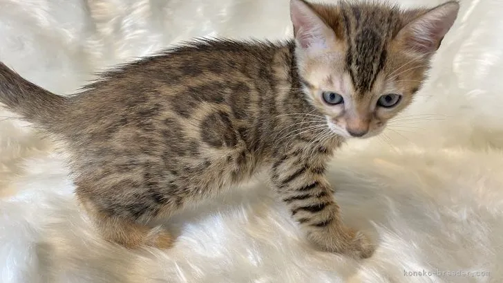 ID:2106-00313の子猫