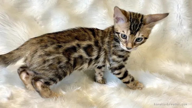 ID：2107-00771の子猫