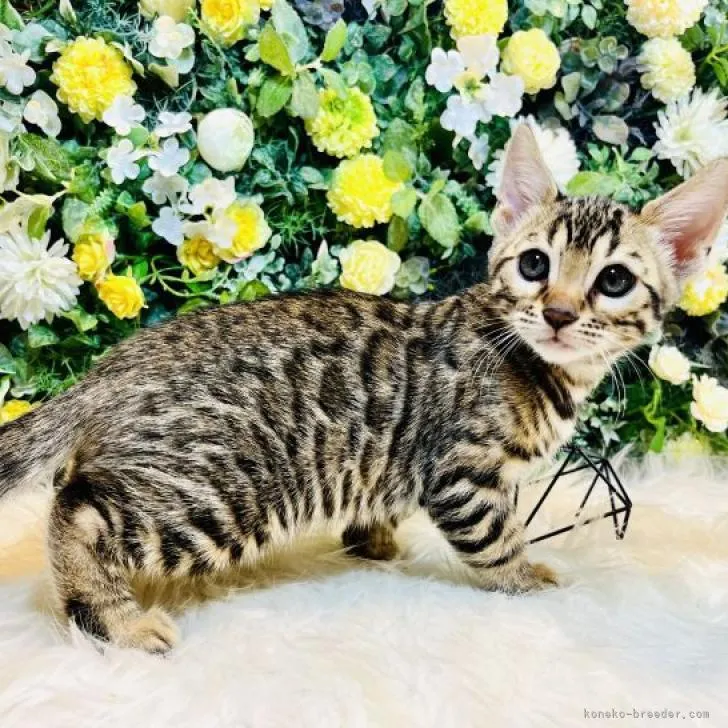ID:2211-02418の子猫