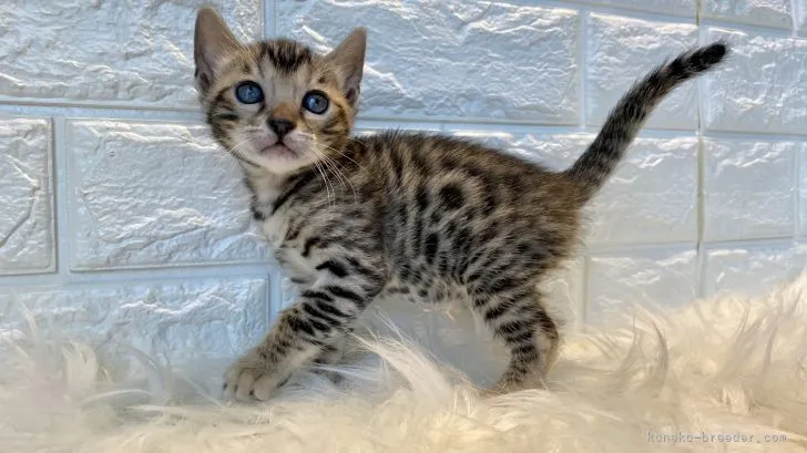 きゅうり 様のお迎えした子猫