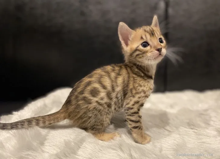 ココ吉 様のお迎えした子猫