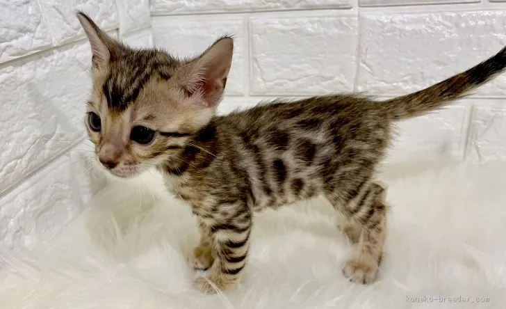 Kader 様のお迎えした子猫