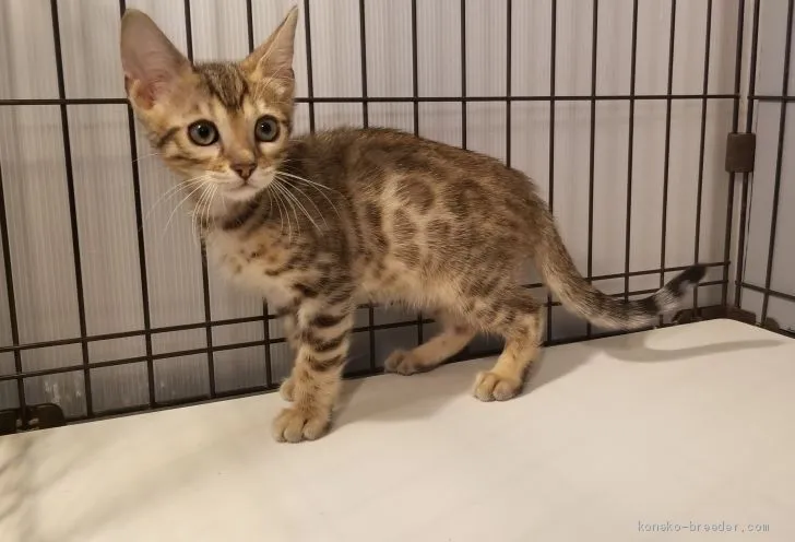 ID：1912-00314の子猫