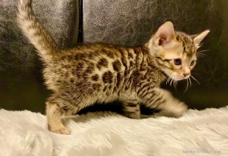 ID：2004-00394の子猫