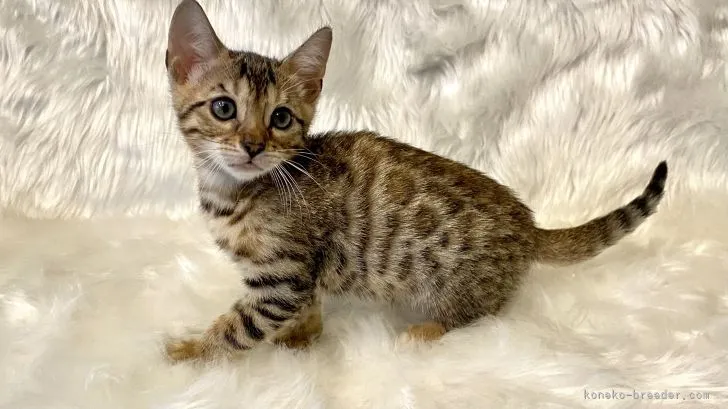 ID:2109-00663の子猫