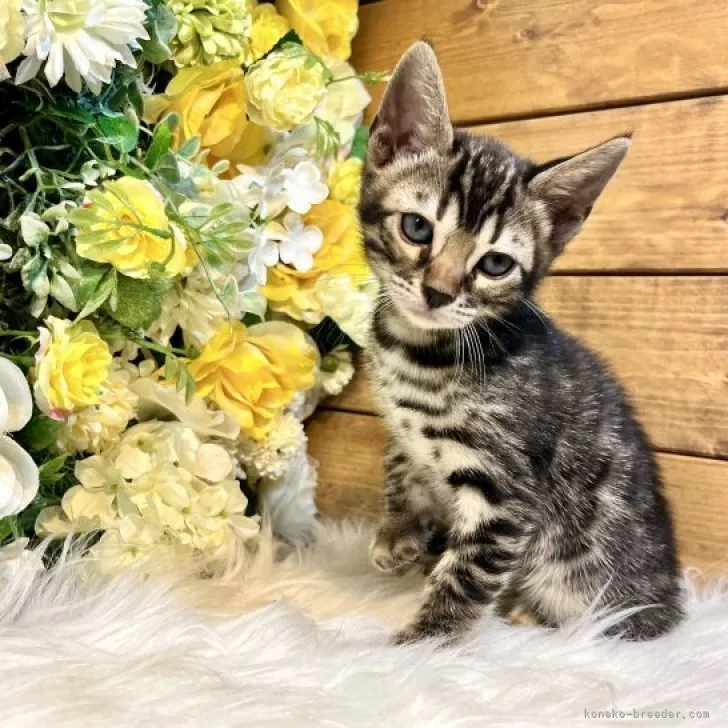 ID:2307-02980の子猫